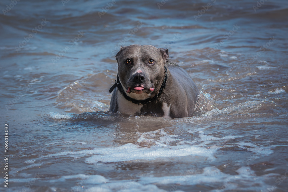 American Bulldog sitzt im Wasser am Strand American Bulldog sitzt im Wasser am Strand
