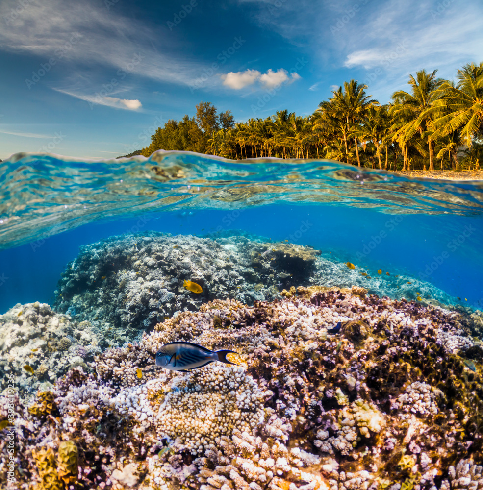 Underwater Scene With Reef And Tropical Fish. Snorkeling in the tropical sea. Summer vacation at sea Underwater Scene With Reef And Tropical Fish. Snorkeling in the tropical sea. Summer vacation at sea