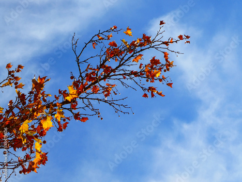 Autumn leaves on tree branches lit by sunlight with the sky in the background