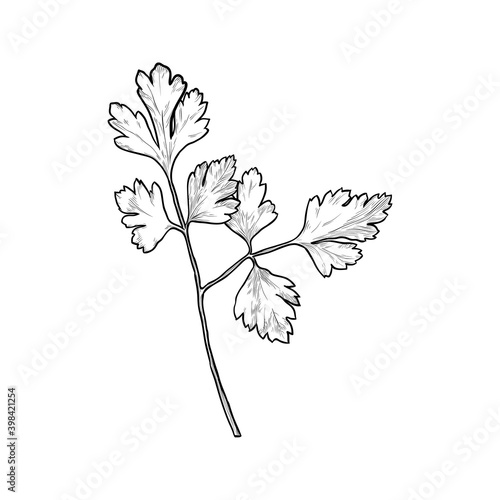 Sprig of parsley isolated on white background. Hand drawn vector illustration.