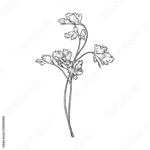 Sprig of parsley isolated on white background. Hand drawn vector illustration.