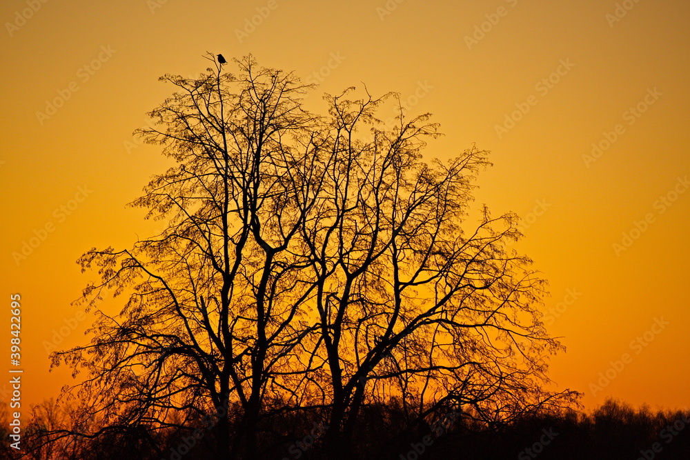 Dawn over a winter forest in the suburbs. Dawn over a winter forest in the suburbs.