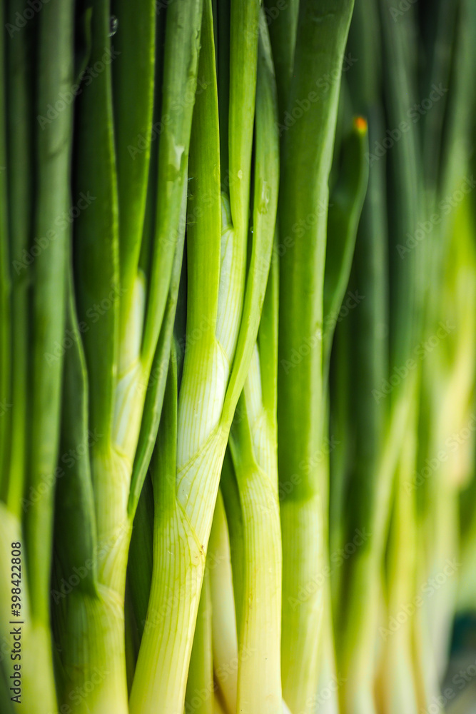 Fresh green spring onions on the farmers market. Selective focus Fresh green spring onions on the farmers market. Selective focus