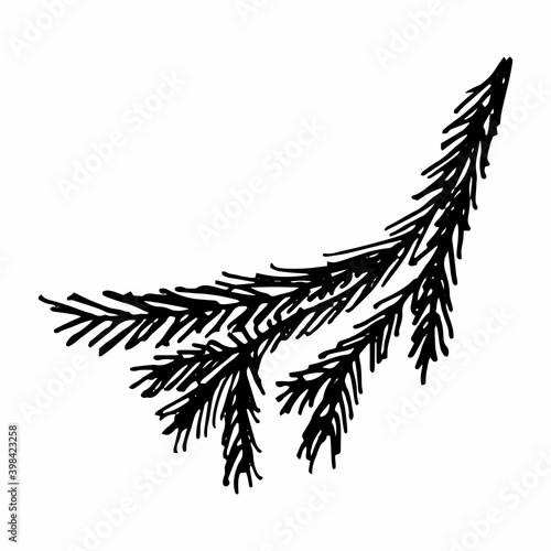 Hand drawn doodle of fir tree branch isolated on white background.