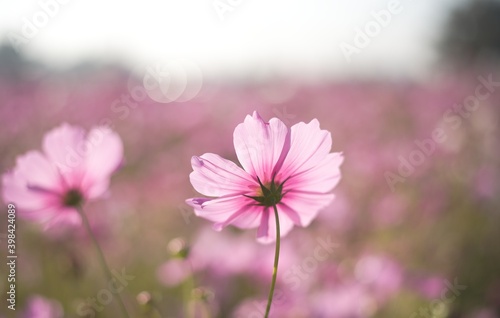 Blooming cosmos flower field on a sunny day