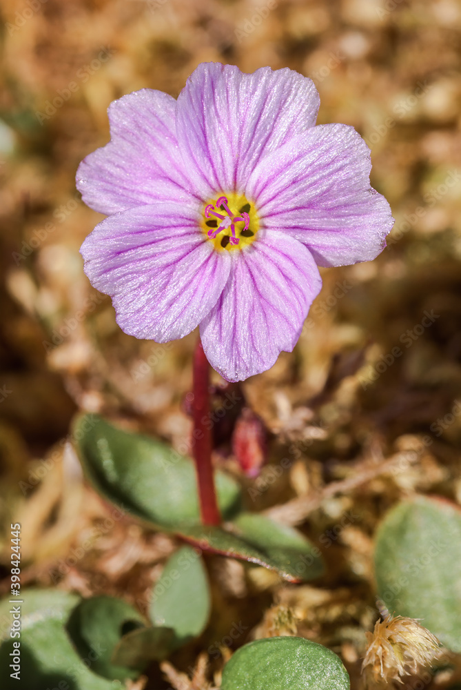 Arctic Springbeauty (Claytonia arctica) at St. George Island, Pribilof Islands, Alaska, USA Arctic Springbeauty (Claytonia arctica) at St. George Island, Pribilof Islands, Alaska, USA