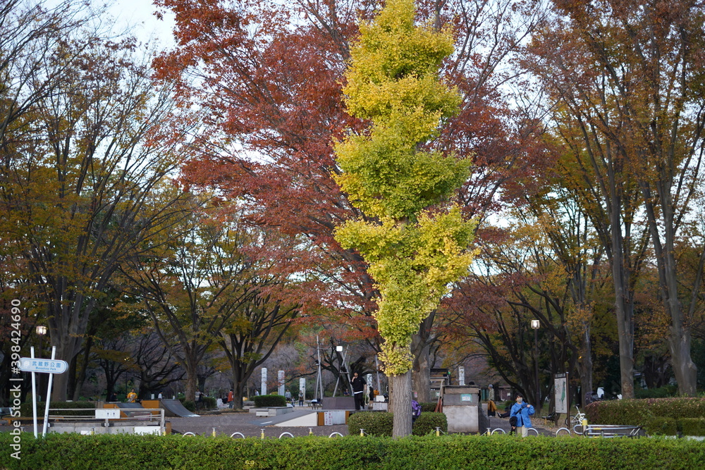 Obraz premium park
