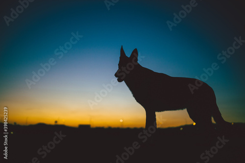 a german shepherd silhouette. the german there are mountains in the background and the color of the sky is very beautiful. the landscape is beautiful and fine. the dog has pricked ears