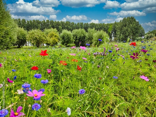 Fototapeta Naklejka Na Ścianę i Meble -  meadow with flowers