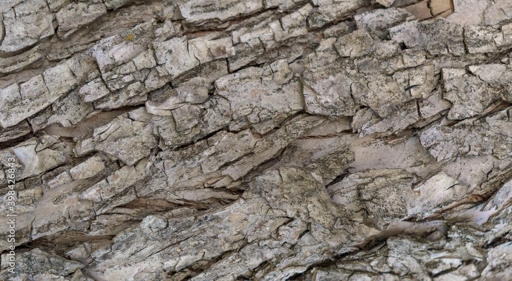 Bark for the backdrop. Apple tree bark. Bark for the backdrop. Apple tree bark.