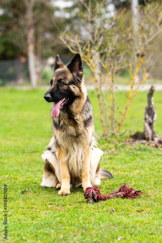 portrait of german shepherd in the grass