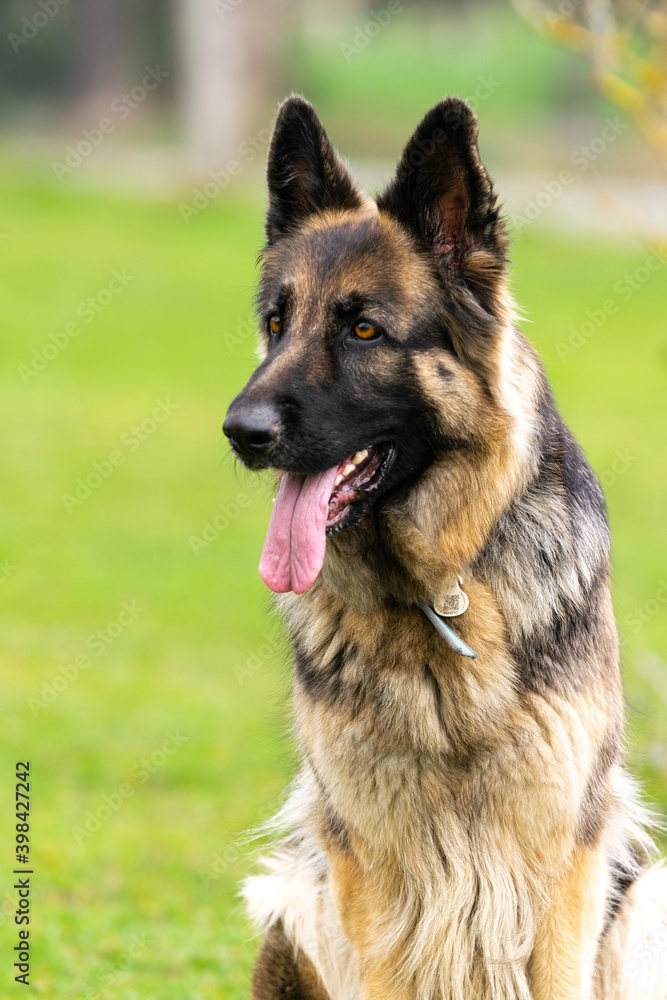 portrait of german shepherd in the grass