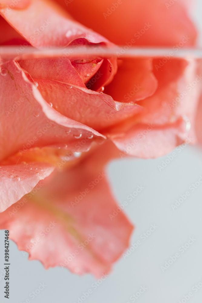 Rose Rose