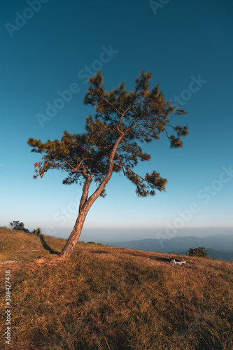 Meadow on the hill Trees and mountains in the evening