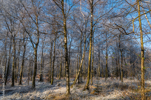 Wallpaper Mural Erster Schnee im Licht durchfluteten Wald Torontodigital.ca