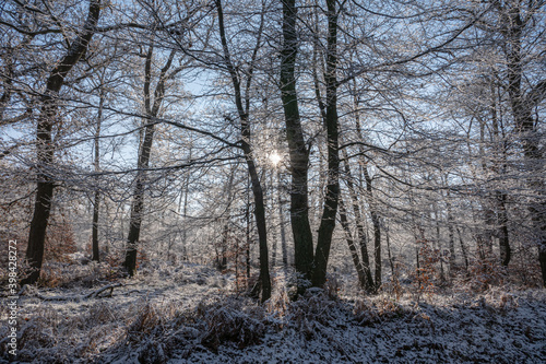 Erster Schnee im Licht durchfluteten Wald © Gaby Recker