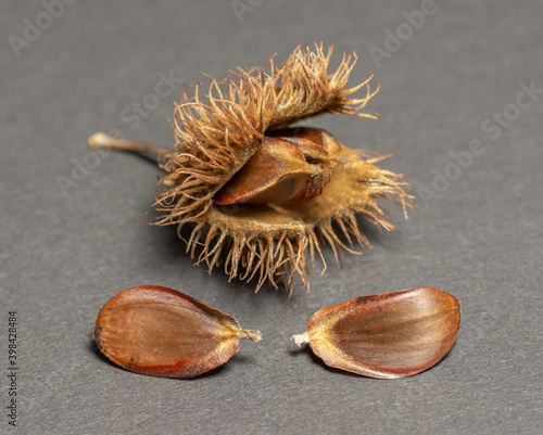 Foto Beechnuts isolated on dark background