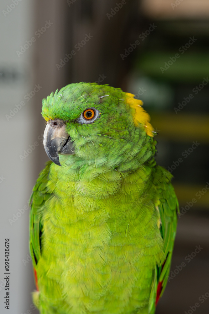 Close up image of colorful Yellow-naped amazon parrot.