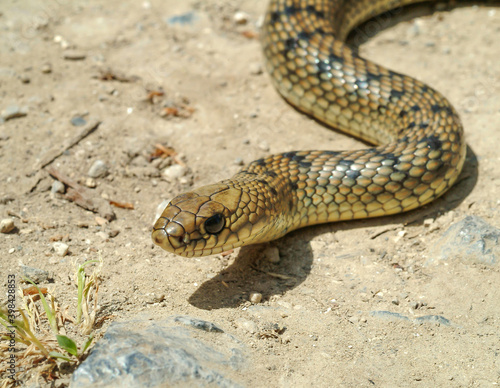 Balkan whip snake, Hierophis gemonensis, Coluber gemonensis photo