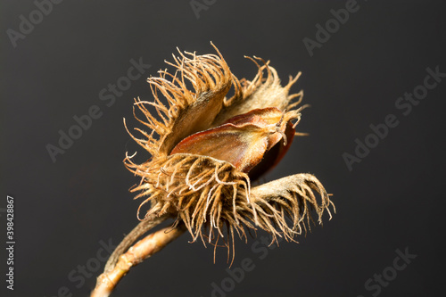 Tableau sur toile Single beechnut isolated on dark background