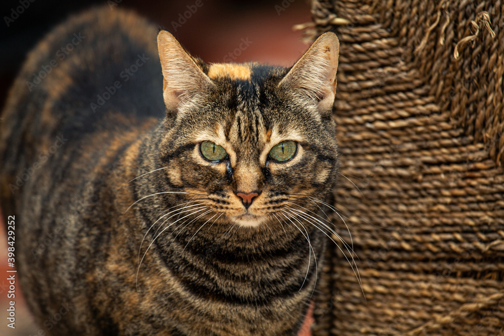 Tabby cat with amazing eyes beside wicker basket