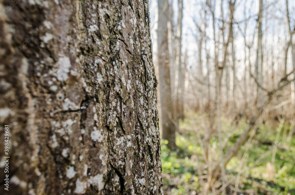 Bark of tree. Detailed texture of lit poplar bark. Bark of tree. Detailed texture of lit poplar bark.