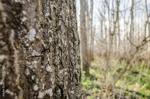 Bark of tree. Detailed texture of lit poplar bark.