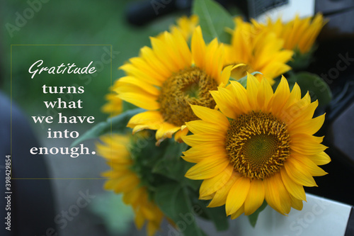 Inspirational quote - Gratitude turns what we have into enough. With bouquet of yellow sunflower blossom in the garden. Grateful gratefulness motivational words concept with nature. photo