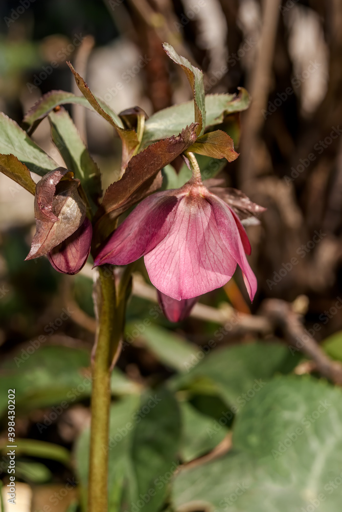 Lenten Rose (Helleborus caucasicus) in garden Lenten Rose (Helleborus caucasicus) in garden