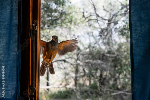 Olive Trush attacking its reflection in the window