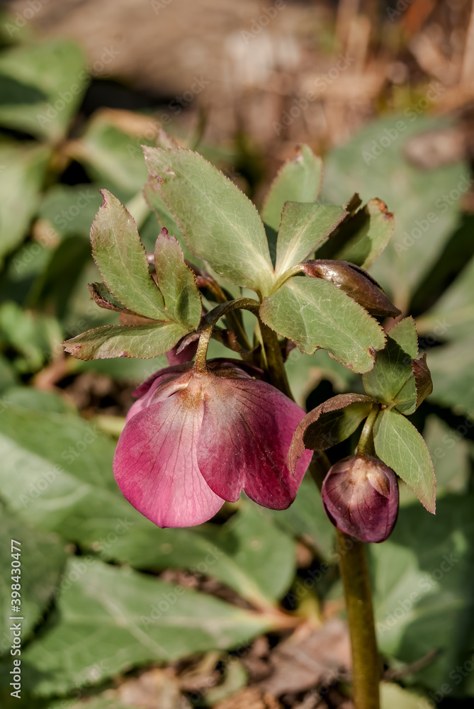 Lenten Rose (Helleborus caucasicus) in garden Lenten Rose (Helleborus caucasicus) in garden