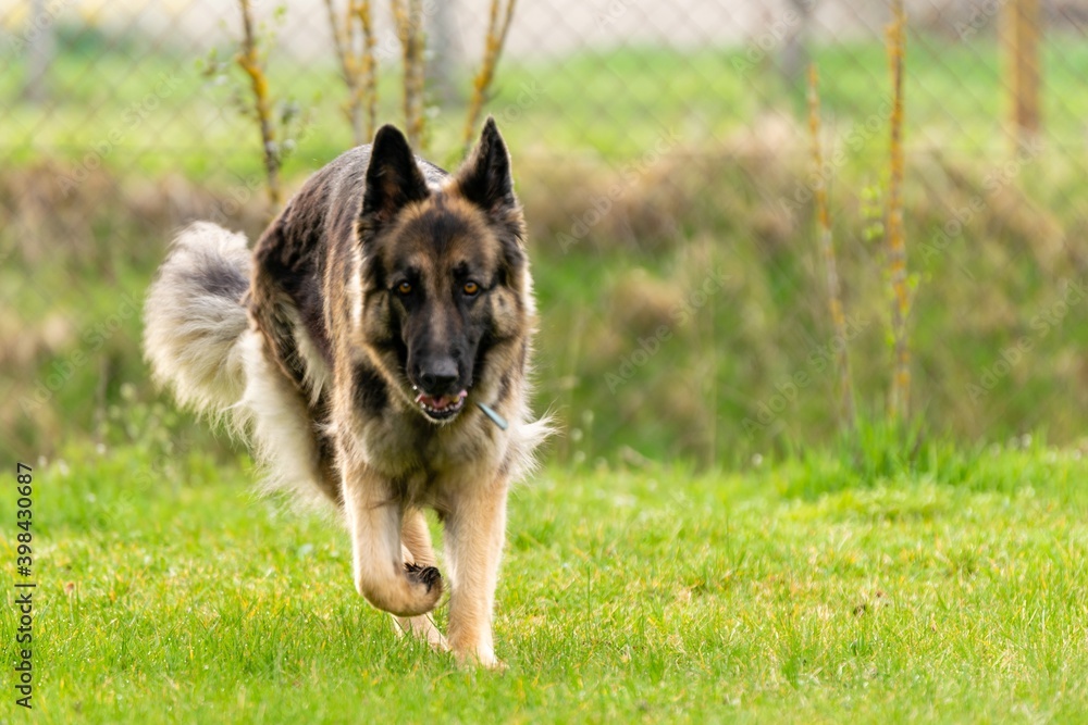 portrait of german shepherd in the grass portrait of german shepherd in the grass