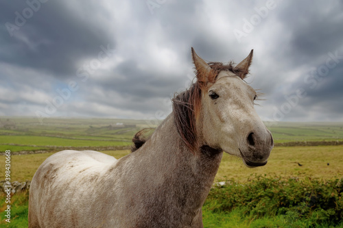 Beautiful gracious horse in a field behind fence. Gorgeous nature background with cloudy sky. Nobody. Selective focus. Equine theme. © mark_gusev