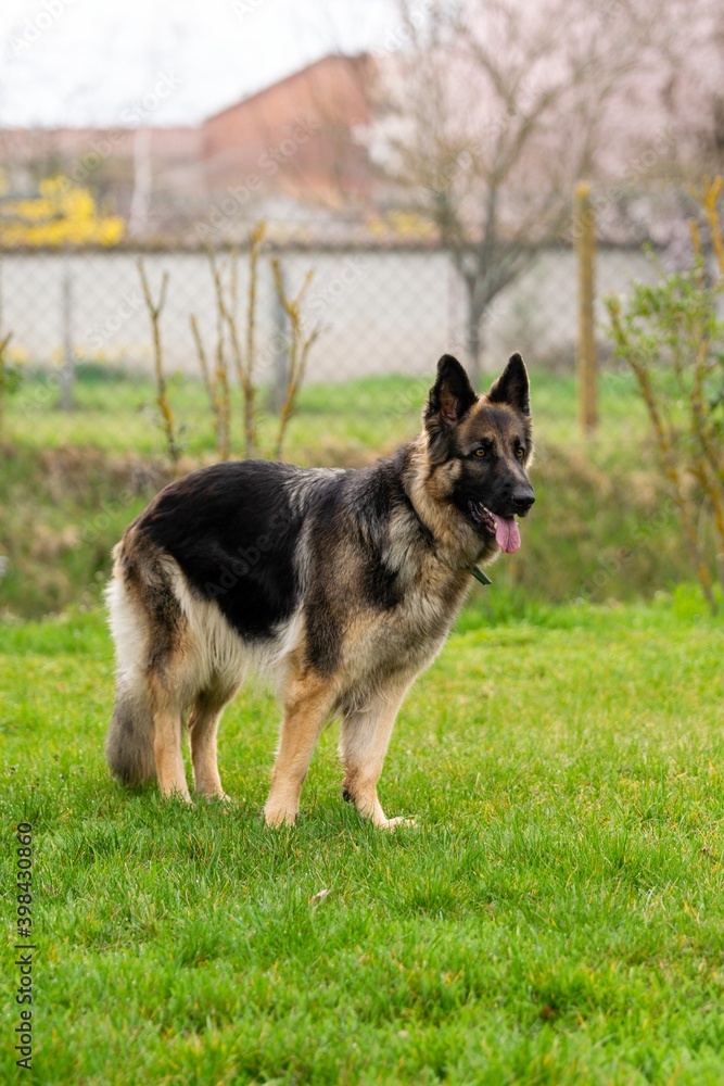 portrait of german shepherd in the grass portrait of german shepherd in the grass
