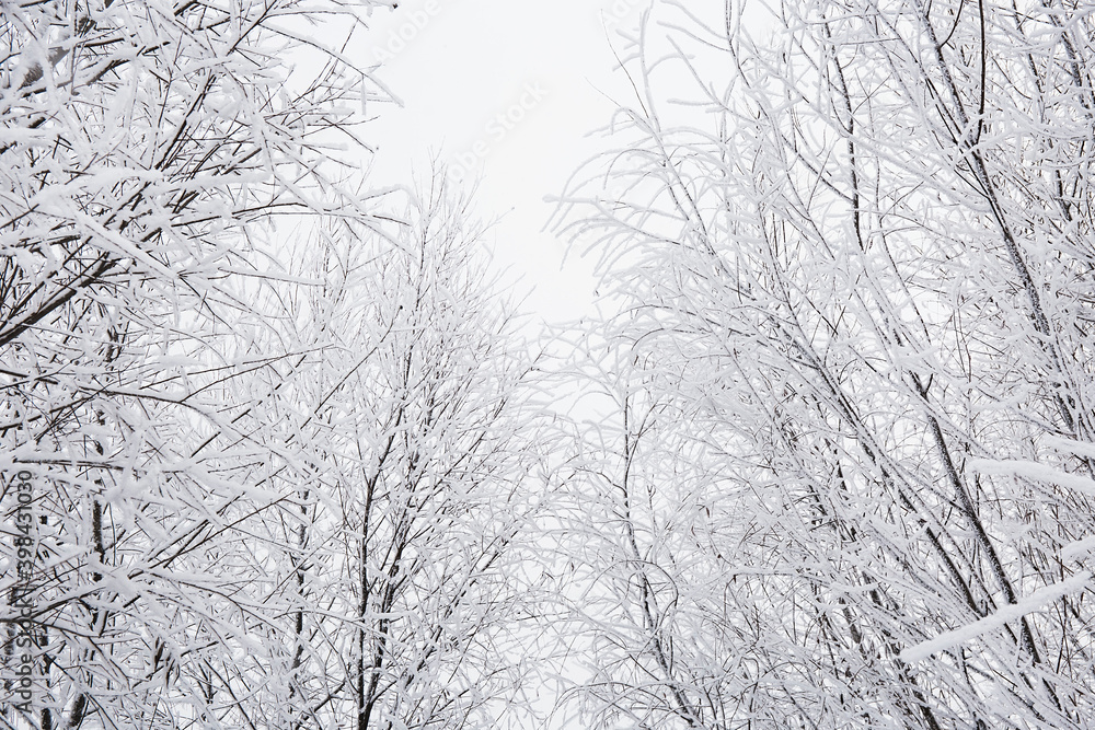 winter forest in the snow winter forest in the snow