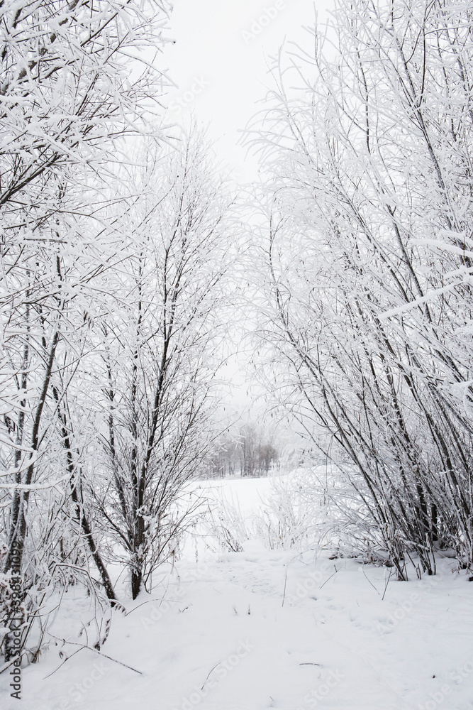 winter forest in the snow winter forest in the snow
