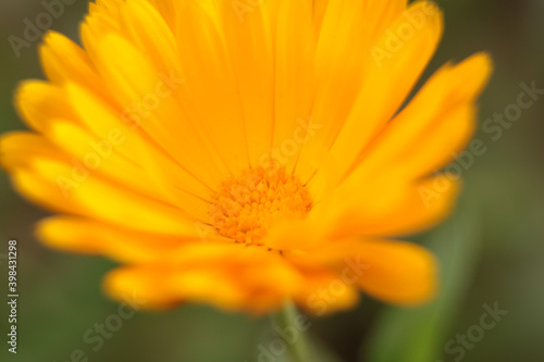 Selective focus shot of a yellow calendula photo