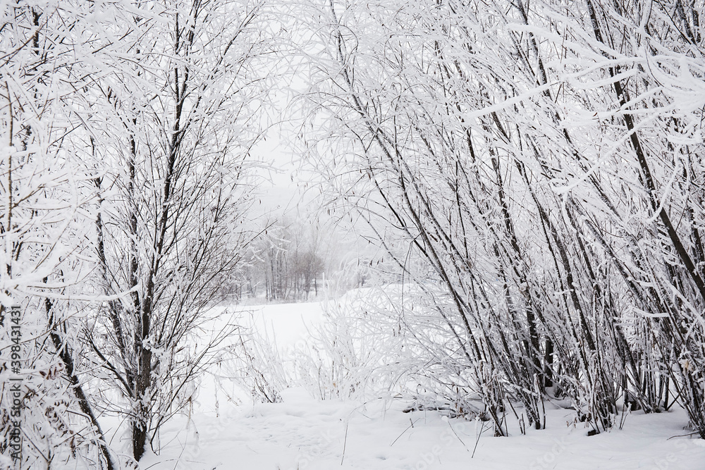 Obraz premium winter forest in the snow