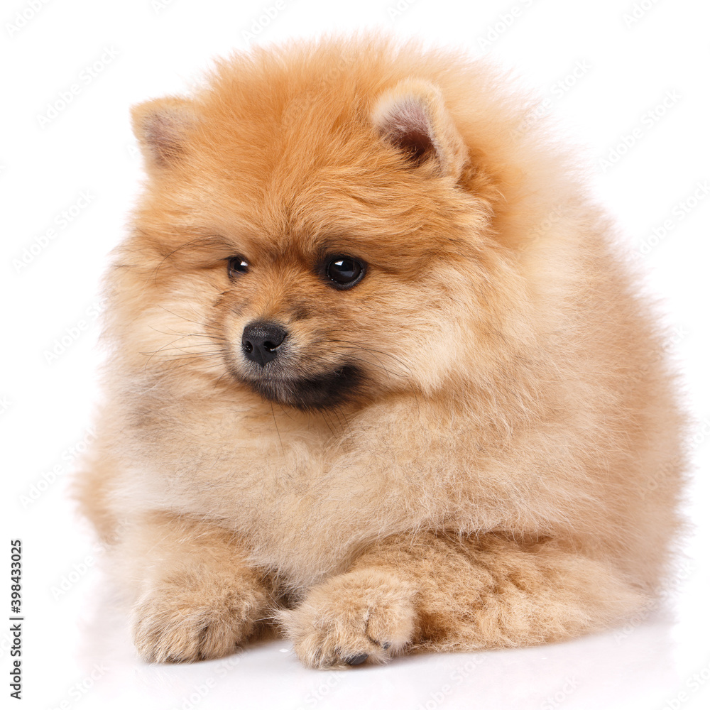Beautiful Pomeranian Spitz lying on a white background. Beautiful Pomeranian Spitz lying on a white background.