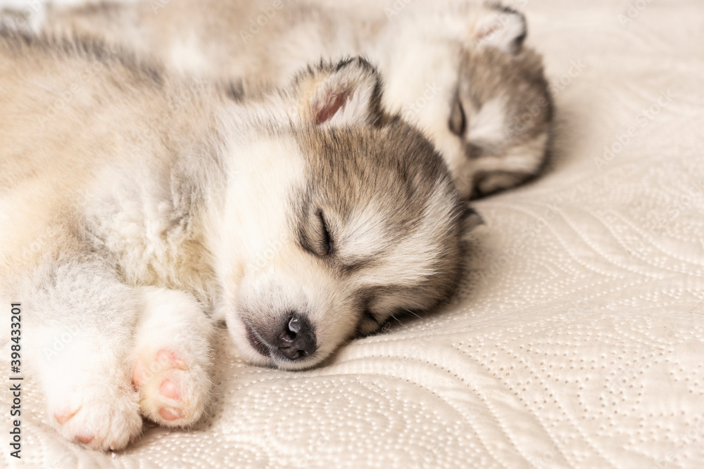 small husky puppies. with a black nose and blue eyes. they sleep sweetly on a light textured bedspread. copyspace small husky puppies. with a black nose and blue eyes. they sleep sweetly on a light textured bedspread. copyspace