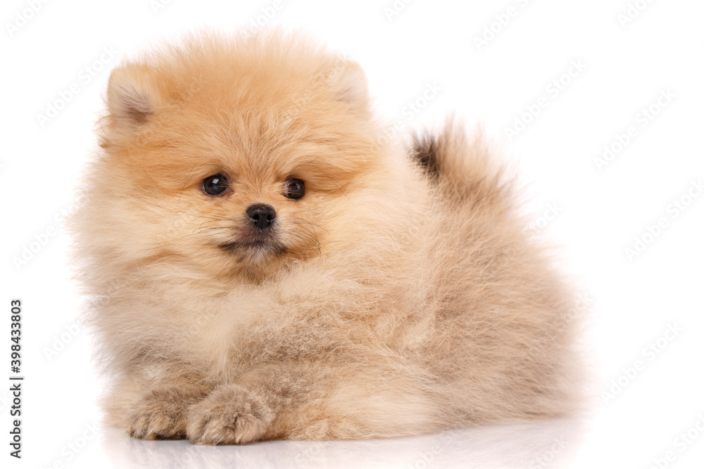 Pomeranian Spitz lies and poses in front of the camera. Pomeranian Spitz lies and poses in front of the camera.