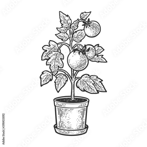 Tomato plant in pot sketch engraving vector illustration. T-shirt apparel print design. Scratch board imitation. Black and white hand drawn image.