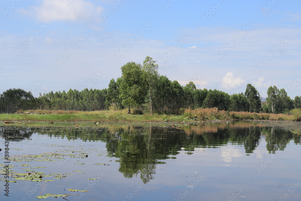 Beauty of Nature, refection of trees in water , Fantasy and Amazing Scenery of Mangrove Forest in Rayong, Thailand