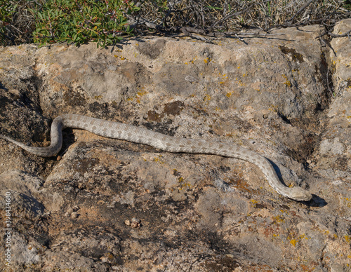 Milos viper, Cyclades blunt-nosed viper, Macrovipera schweizeri photo