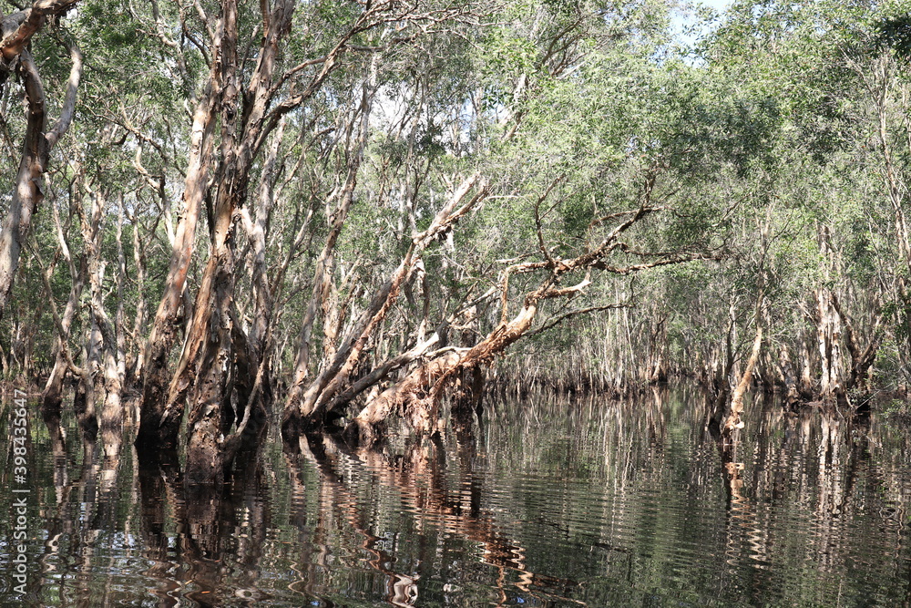 Beauty of Nature, refection of trees in water , Fantasy and Amazing Scenery of Mangrove Forest in Rayong, Thailand Beauty of Nature, refection of trees in water , Fantasy and Amazing Scenery of Mangrove Forest in Rayong, Thailand