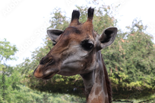 Close up Giraffe's Face 