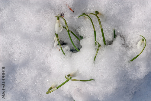 Snowdrop  Galanthus nivalis  in garden  Central Russia