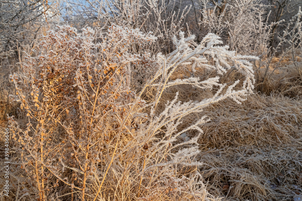 Fototapeta premium Rime on the branches of plants. Frost texture. Close-up. Plants in winter frost. Snow on the ground. Winter. White snowflakes on the branches. Snowflakes texture. Steppe thorns in winter