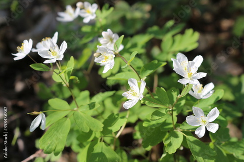 White windy anemone blooms in the spring forest