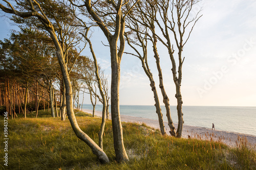 Fototapeta Naklejka Na Ścianę i Meble -  Trees on the West Beach of the Darss peninsula at the Baltic Sea
